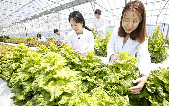 농촌진흥청은 9일 농업유전자원센터에 보유하고 있는 상추 유전자원의 활용을 확대하기 위해 산·학·연 합동 상추 현장평가회를 가졌다.