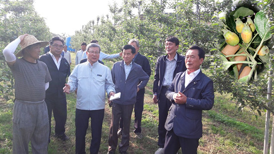 농식품부 및 농협관계자들은 충남 예산의 낙과 피해농가를 방문해 현장조사를 실시했다.