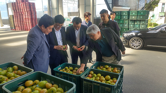 김찬호 조합장과 농협춘천시지부 관계자들이 토마토를 살펴보고 있다.