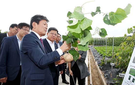 라승용 농촌진흥청장이 1일 전라북도 익산시 전라북도농업기술원에서 열린 ‘아열대작물 현장평가회'에 참석해 시험포장에서 재배되고 있는 아열대채소 ‘얌빈'을 살펴보고 있다.