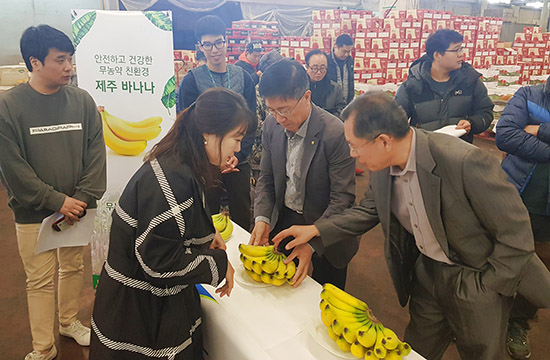 농협경제지주는 지난 24일 농협구리공판장에서 ‘국산 바나나 품평회’를 개최했다.