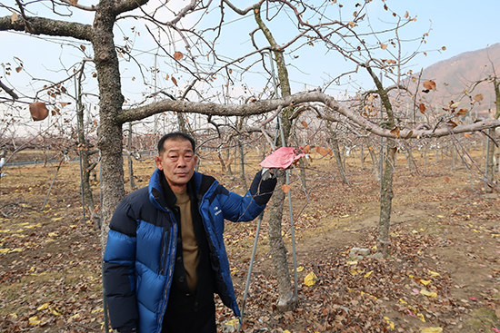 임국묵 조합원이 탈봉한 유대사과 봉지를 선보이고 있다.