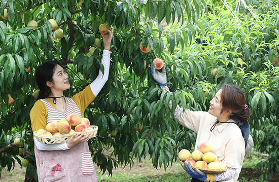 전북 임실에서 초여름 복숭아 ‘유미’를 수확하고 있다.