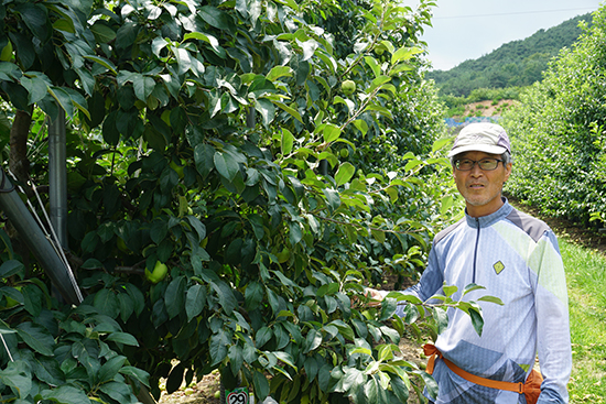 김종철 천곡농원 대표는 세형방추형 재배로 고품질 사과를 생산하고 있다.