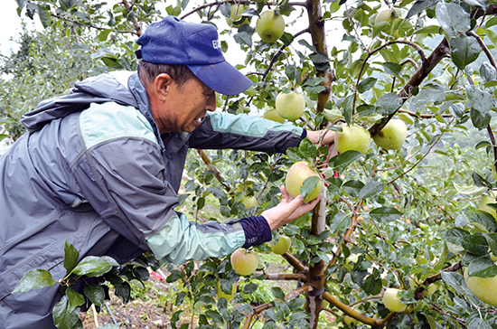 충주 사과농가 농민이 지난 7일 태풍 링링이 휩쓸고 가 상처를 입은 사과를 점검하고 있다.
