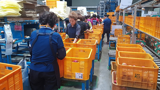 지난 18일 대구경북능금농협 APC에서 가격하락으로 긴급 수매되고 있는 사과의 선별작업이 진행되고 있다.