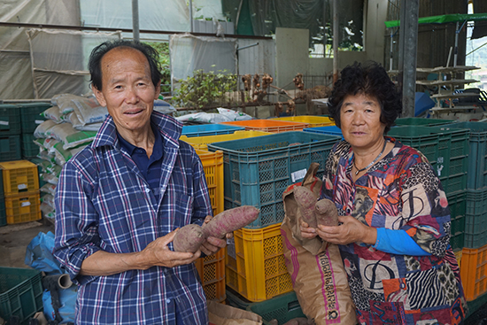 소병석 충북고구마산학연협력단 유기농단지회장 부부는 소비자의 건강을 위해 유기농 재배를 결심했다.