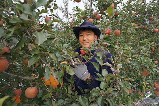 지난 6일 이인영 사과연구회장이 춘천 동내면 대풍농원 과수원에서 사과 수확을 하고 있다.