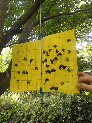 지난 3개월간 그린아그로텍이 경북고령 산림에서 매미충 방제 현장 실험을 진행하고 있다. 이번 실험결과 노란색 끈끈이 트랩이 가장 방제율이 높은 것으로 분석됐다.