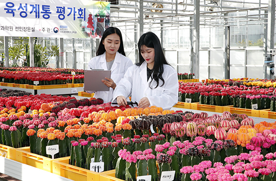 지난 12일에는 농촌진흥청 국립원예특작과학원에서 선인장 재배 농업인과 수출업체 등에 소개하기 위한 평가회를 열었다.