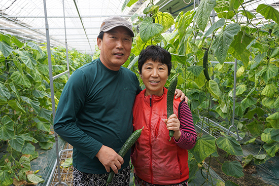 남원원예농협의 김용범 이사 부부는 요즘 수확을 하느라 바쁜 시간을 보내고 있다.