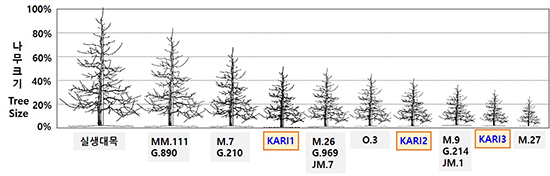 KARI3은 극왜성대목으로 수량과 뿌리내리는 힘이 좋으며, 관리가 쉬움