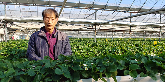 화선농원 이동걸 대표가 딸기농원의 생육상태를 점검하고 있다.