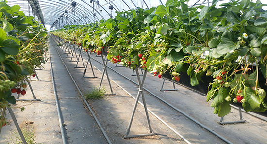 딸기 수경재배가 토경재배 보다 수량과 소득에서 모두 높은 것으로 나타났다.