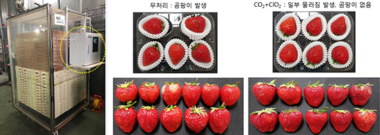 CO2 + ClO2 복합처리기, 복합처리에 따른 아리향 품질변화(상온저장 5일째)