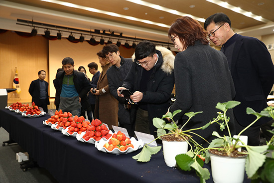 농촌진흥청은 국산 딸기 품종 다양화를 위해 ‘딸기 신품종 조기 보급 확대 시범사업’을 가졌다.