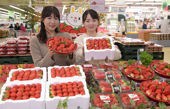 농협유통 하나로마트 양재점에서 신선한 딸기를 선보이고 있다.