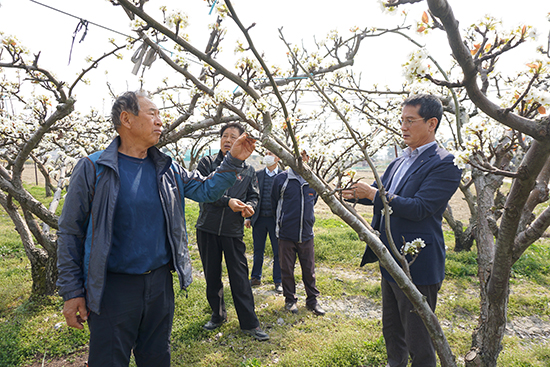 지난 5~6일 이틀간 발생한 이상저온으로 전국 곳곳의 과수원이 냉해피해를 입은 가운데 상주원예농협 이한우 조합장이 상주시 공검면 일대의 피해를 농원에서 조합원들의 애로사항을 듣고 있다.