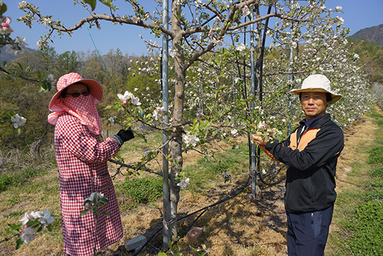 정우영·김복순 부부가 사과꽃이 만개한 농원을 살피고 있다.