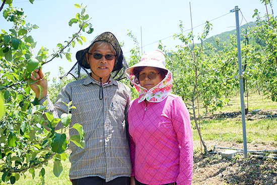 김택성 충북원예농협 프레샤인공선회장 부부는 요즘 사과적과를 하느라 바쁜 나날을 보내고 있다.