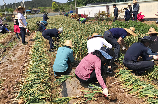 지난 28일 농협유통 하나로마트 임직원들이 농가일손돕기를 위해 충남 태안군 남면농협을 방문해 주대마늘 캐기·묶기·자르기 등을 실시했다.