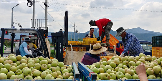 대구경북능금농협이 낙과를 수매하고 있다.