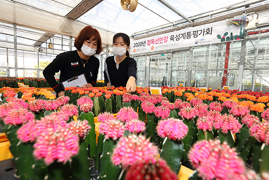 농촌진흥청은 지난 12일 국립원예특작과학원(전북 완주)에서 새로 개발한 수출용 접목선인장 24계통에 대한 평가회를 열었다.