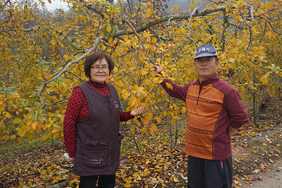 이상문 충북원예농협 조합원 부부는 요즘 감사퇴비를 살포하느라 바쁜 나날을 보내고 있다.