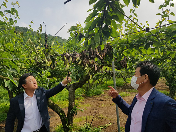 구본권 조합장(오른쪽)이 화상병 발생 과수원을 둘러보고 있다.