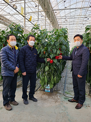 NH농협무역은 지난 14일 새해 첫 수출을 위해 딸기, 파프리카, 토마토 재배현장을 방문, 수출농가와 수출농협의 애로사항을 청취했다.