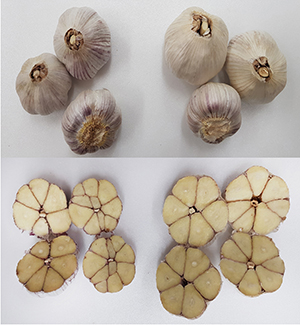 마늘단양재래종(왼쪽),청산(오른쪽)