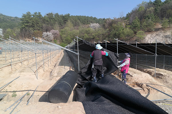 인삼밭 차광막 설치 모습