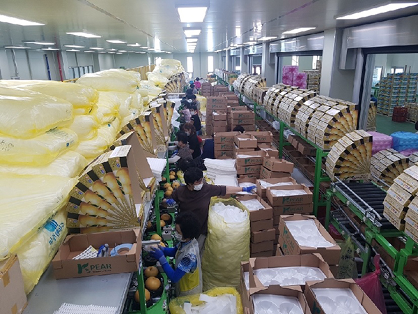 천안배원예농협은 지난 10일부터 대미수출을 위한 원황배 선과 및 포장 작업을 시작했다.