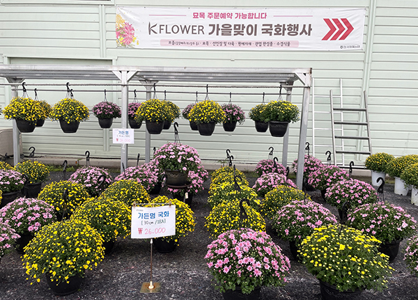 한국화훼농협은 10월 말까지 경기 고양 한국화훼농협 플라워마트에서 가을맞이 국화 행사를 개최한다.