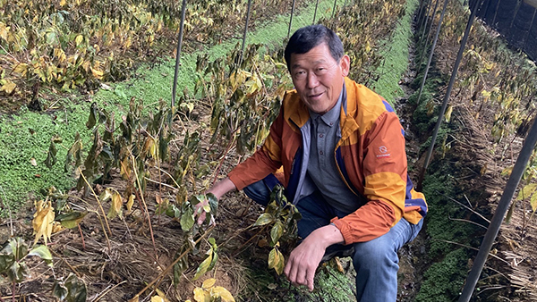 강상곤 조합원이 생산하고 있는 3년근을 보여주고 있다.