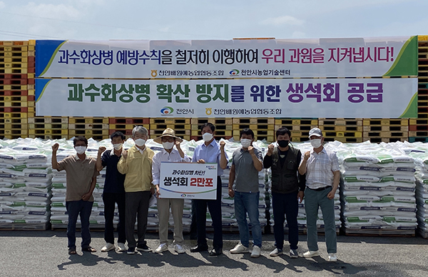 천안배원협은 지난해 박상돈 천안시장과 함께 과수화상병 방제 과원을 방문하고, 배·사과 전체 과원을 대상으로 생석회 2만포(20㎏)를 공급했다.
