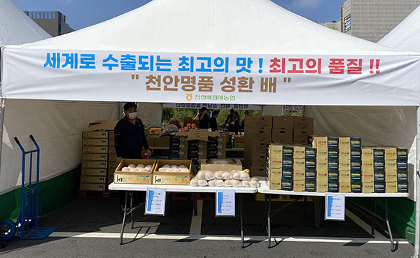 지난해 9월30일부터 10월3일까지 열린 ‘2021 천안시 농특산물 한마당 큰잔치’에서 천안배원협이 부스 운영을 통해 성환배를 성황리에 할인판매했다.