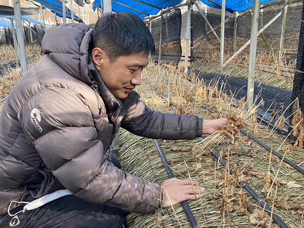 김용현 조합원이 인삼 고죽제거 작업을 하고 있다.