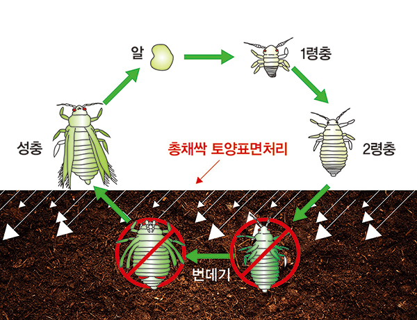 총채벌레 생활사와 총채싹의 작용