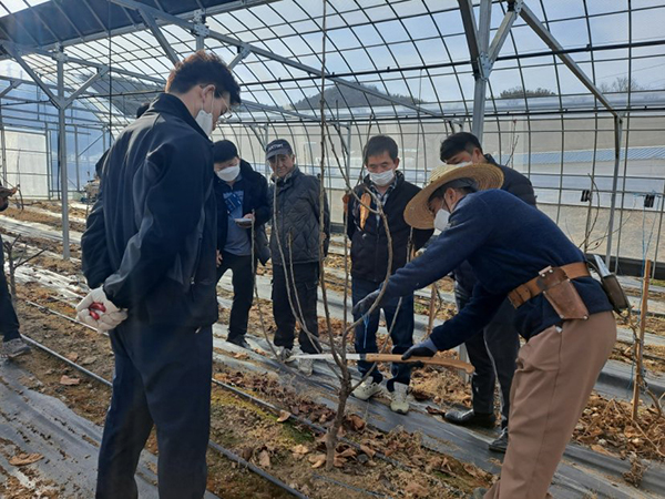 예산능금농협은 지난달 28일 체리 재식 2년차가 된 농가들을 대상으로 올해 처음 현장에서 전정교육을 진행했다.