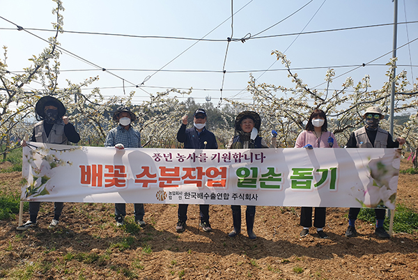 배수출연합(주)는 지난 15~17일, 19일까지 총 4일에 걸쳐 전 직원이 천안 및 아산지역의 배 농가 4곳을 방문해 화접 봉사활동을 진행했다.