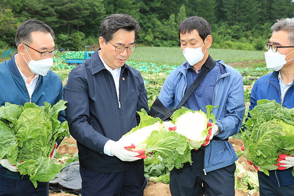 정황근 농림축산식품부 장관(왼쪽에서 두 번째)이 지난 13일 강원지역의 여름배추 밭을 방문해 배추 생육상태를 확인하고 있다.