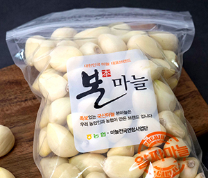 본마늘