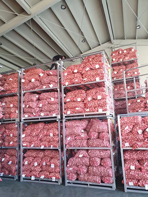 세종공주원예농협은 올해 1,347톤에 달하는 금년산 마늘 수매를 완료했다고 밝혔다.