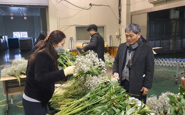 선별중인 인개꽃을 바라보는 김용진 조합장.