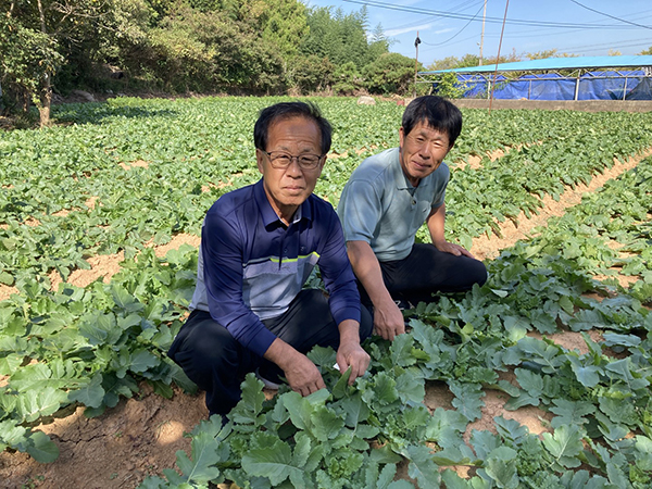 조학수 대의원과 조중용 조합원이 다발무 밭을 살피고 있다.