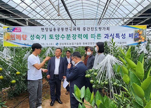 경상북도농업기술원은 지난 5일 구미시 옥성면에 위치한 만감류 재배농장에서 천혜향(만감류)의 성숙기 토양수분 관리방법을 선발하기 위한 중간평가회를 개최했다.
