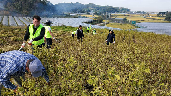 농협중앙회 중앙본부 임직원들이 지난 13일 전국 각지를 찾아 수확기 농촌 일손돕기 봉사활동을 이어갔다.