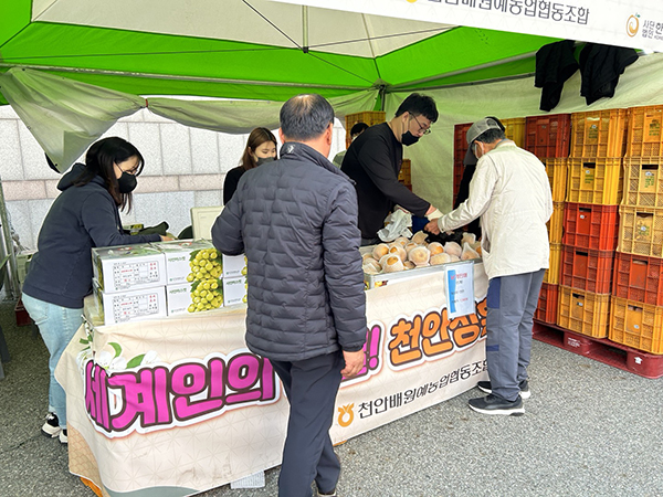 배 품평회 출품작을 둘러보고 있는 시민들