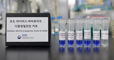 포도 바이러스·바이로이드 다중정밀진단 키트